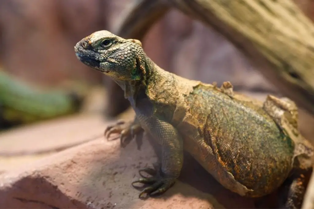 uromastyx lizard shedding