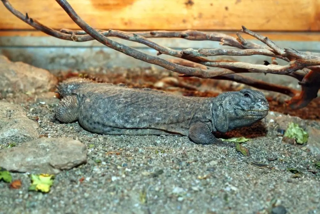 uromastyx agamid lizard with its food