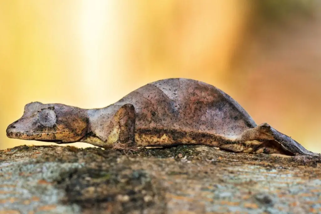 Uroplatus Phantasticus gecko on a tree branch