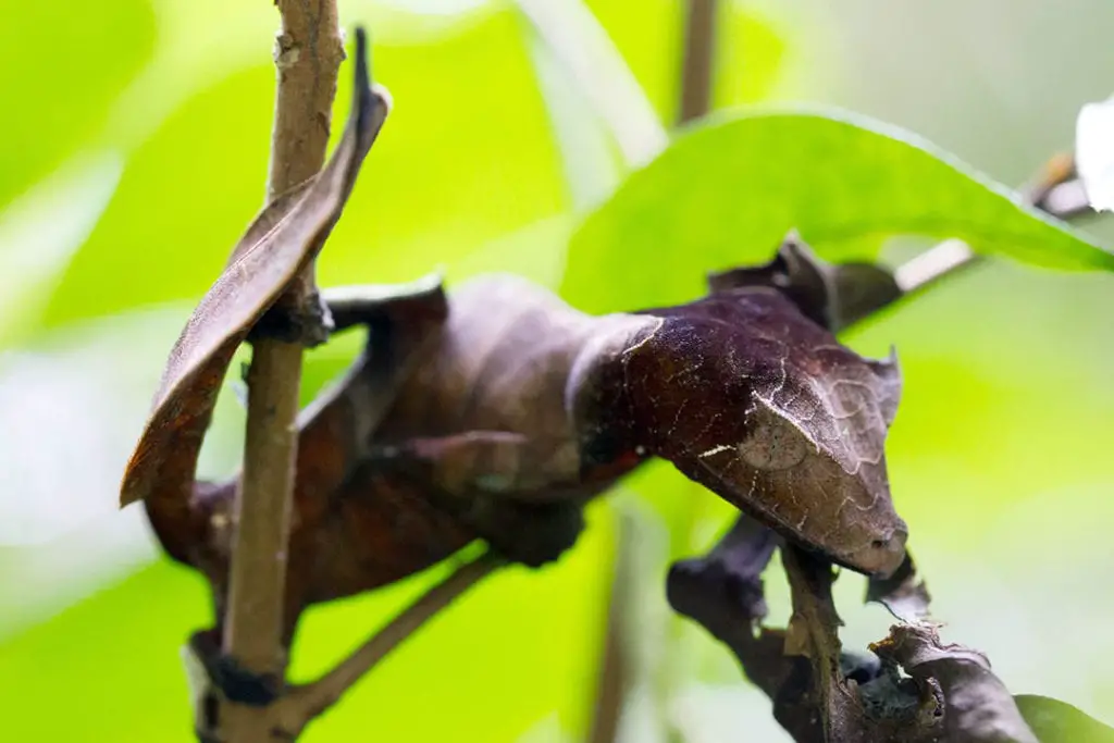 Uroplatus Phantasticus Gecko basking under its terrarium light