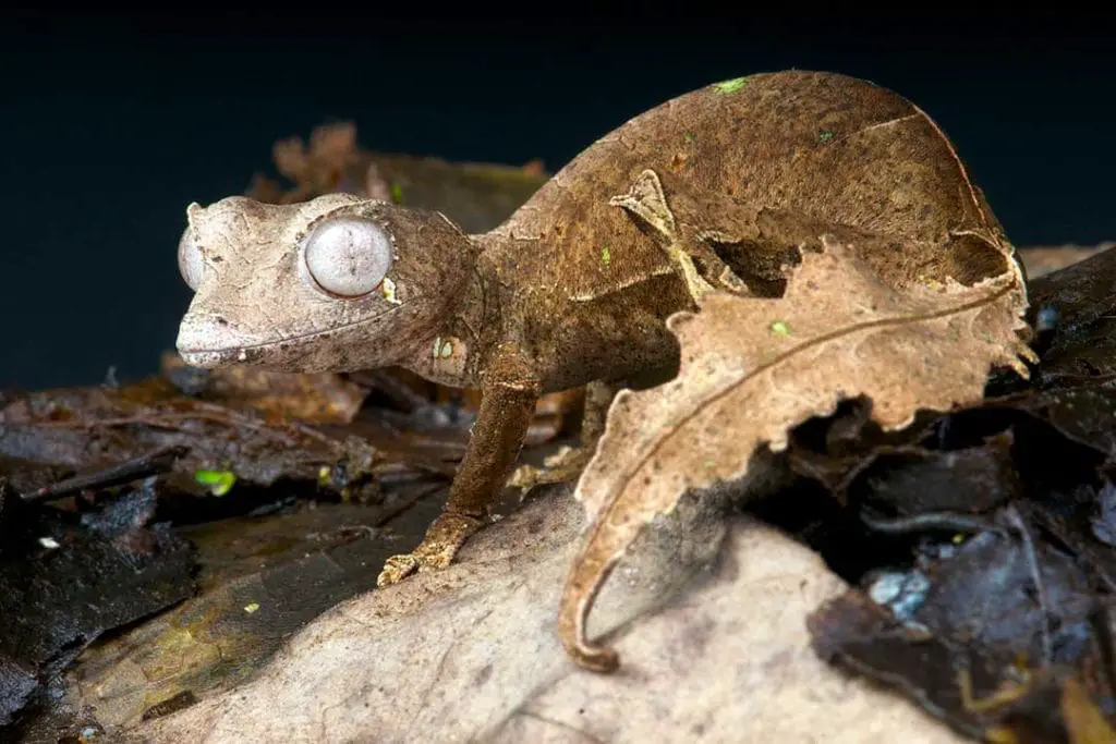 satanic leaf tailed gecko displaying its tail