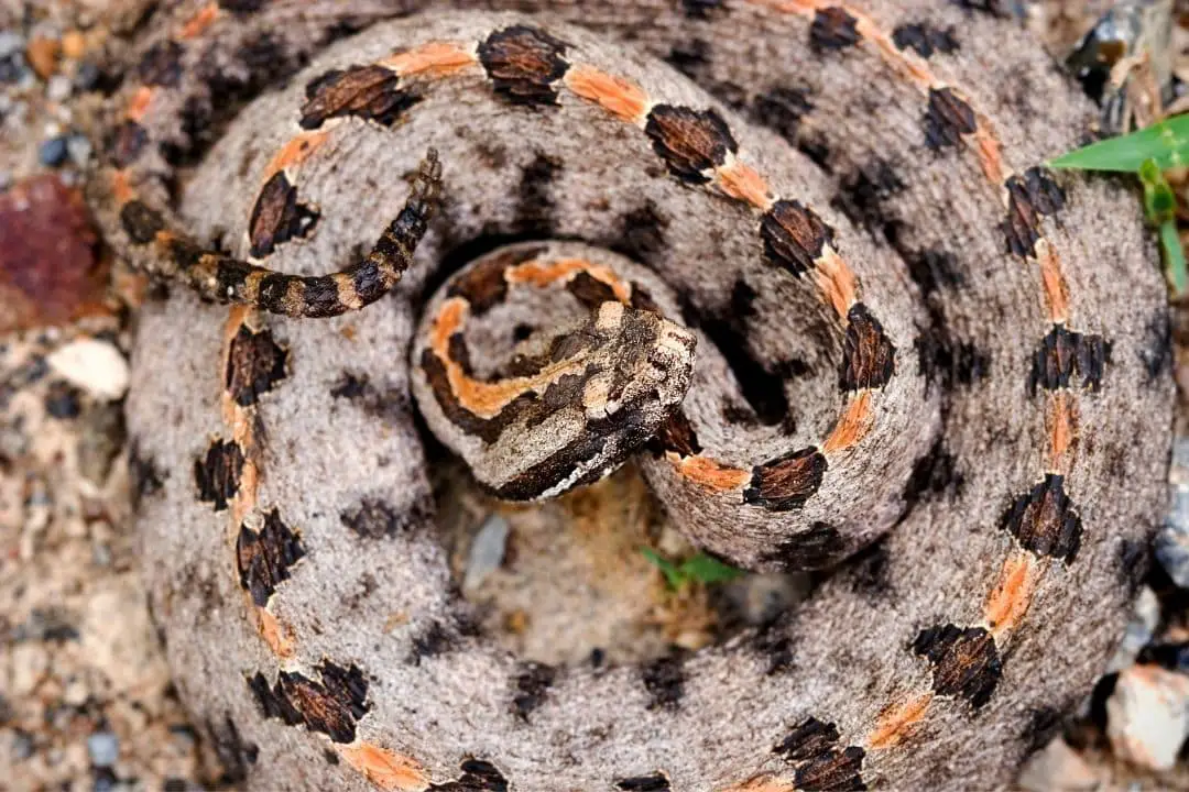 venomous snake in georgia