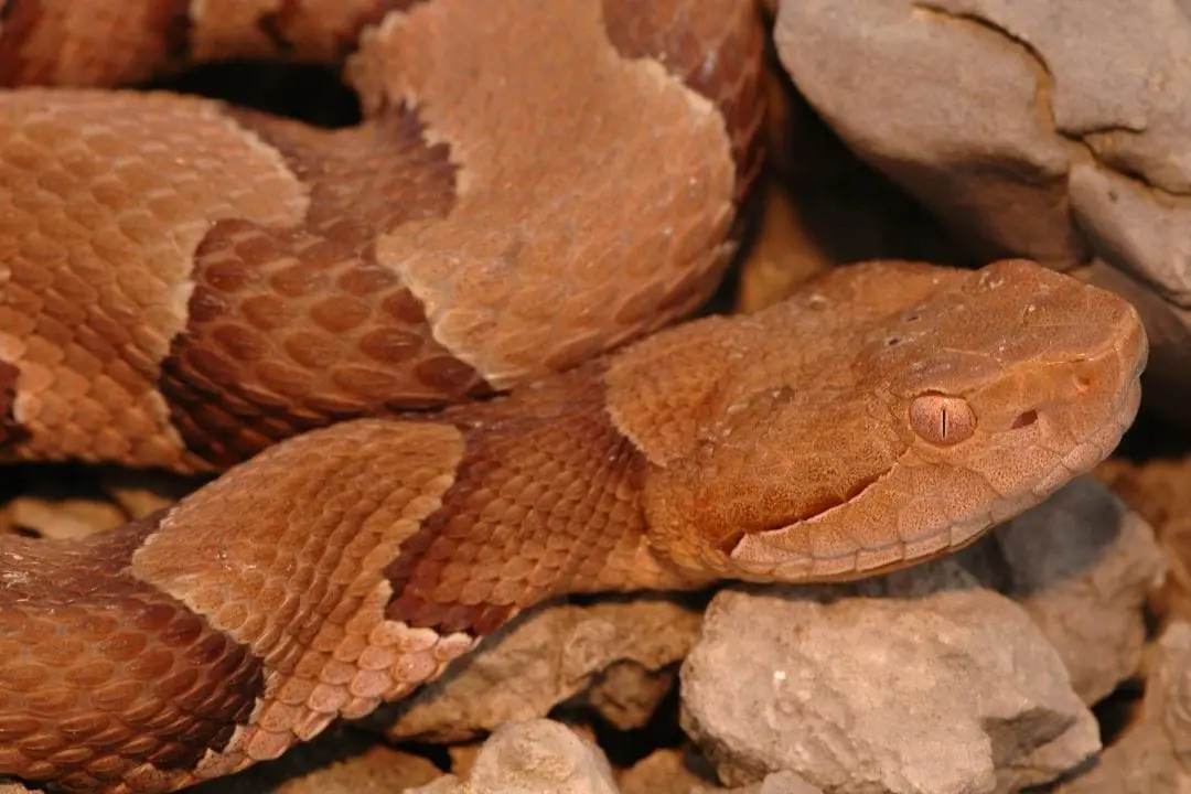 venomous viper snake in texas