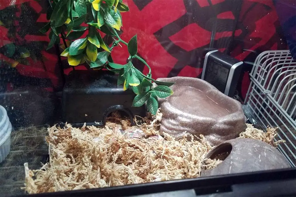 water dish inside an african house snake terrarium