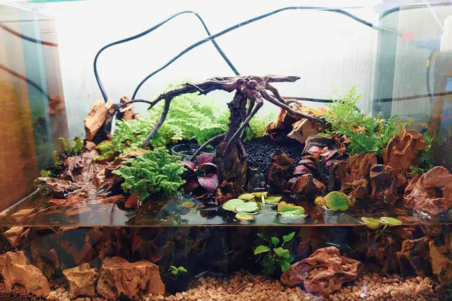 water feature inside a red eyed crocodile skink tank
