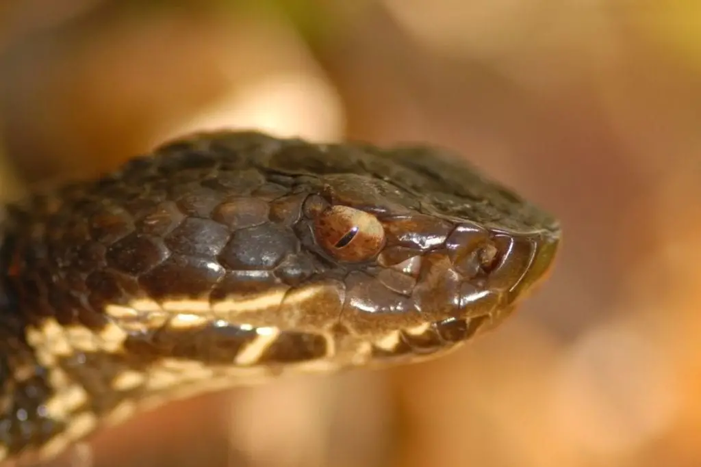 water moccasin eyes