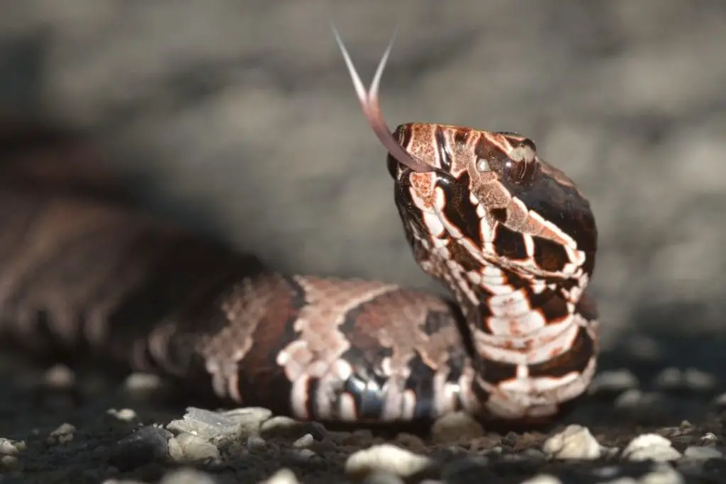 water mocasin tongue flicking to find a mate