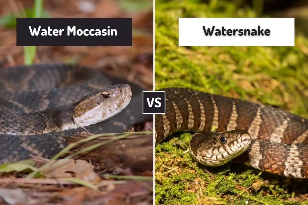 water moccasin vs water snake