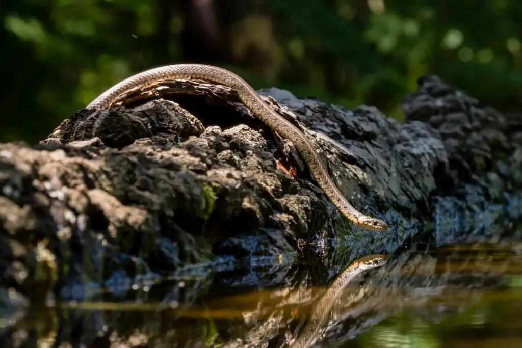 water snake in texas