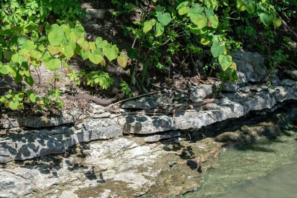 water snake near a river