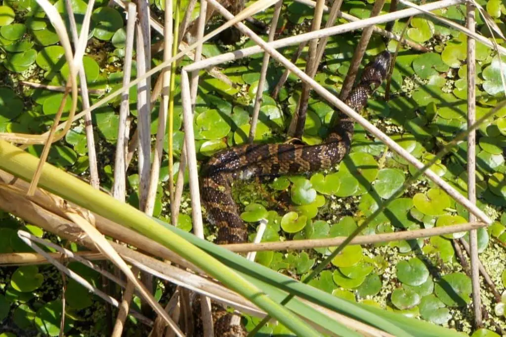 8 Types Of Water Snakes In Michigan (With Pictures) - ReptileHow.com