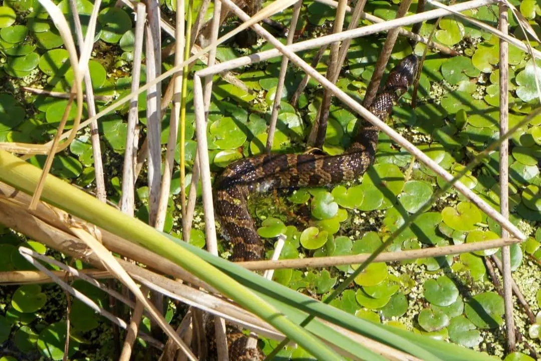 water snake in a pond in michigan