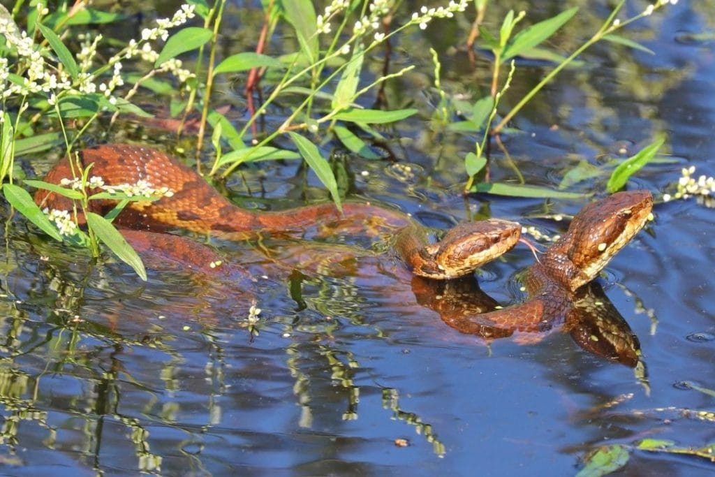 water snakes courtship