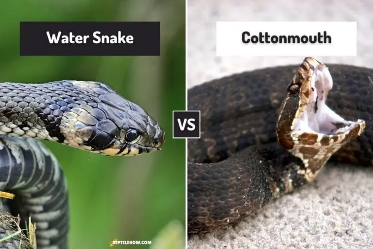 How to Tell a Water Snake from a Cottonmouth - ReptileHow.com