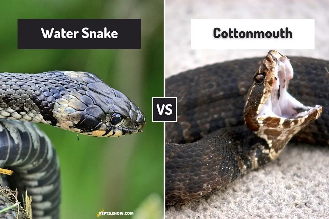 watersnake vs cottonmouth