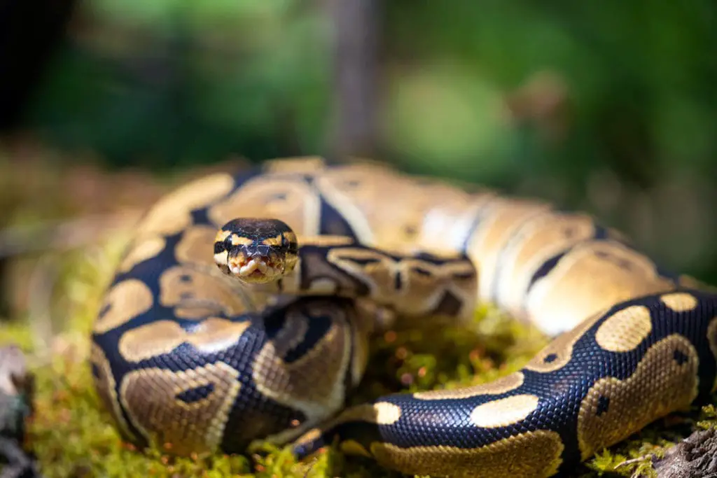 well lit royal ball python