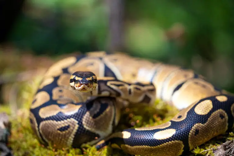 6 Reasons Why Your Ball Python is Curled Up - ReptileHow.com