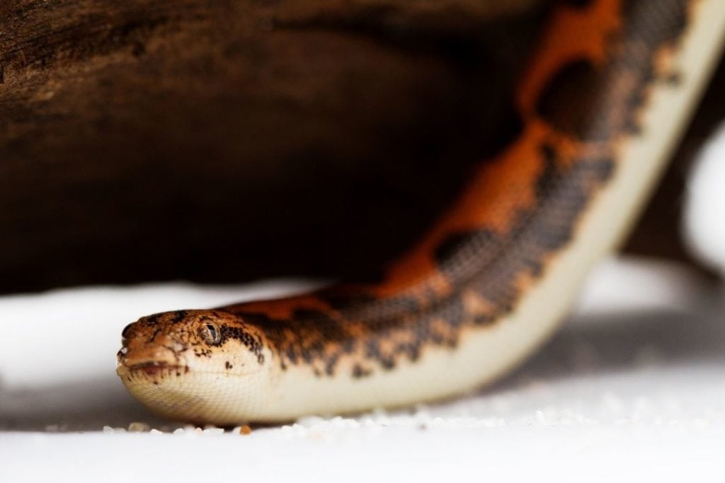 sand boa under a basking bulb light