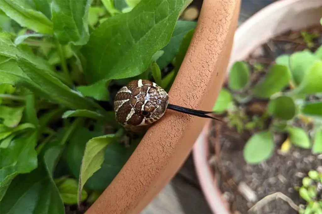 hognose going out of a plant pot