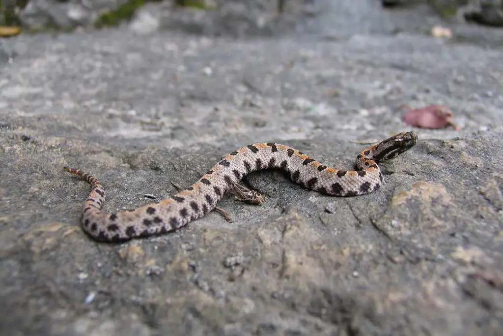 western pygmy rattlesnake
