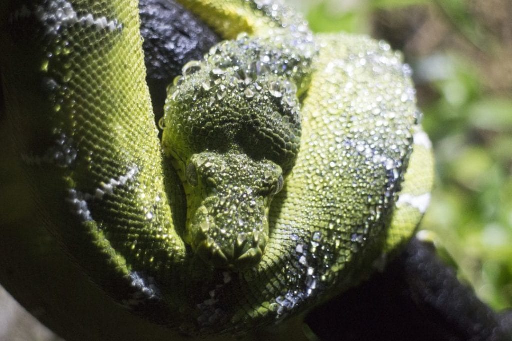 wet emerald tree boa in a high humidity environment