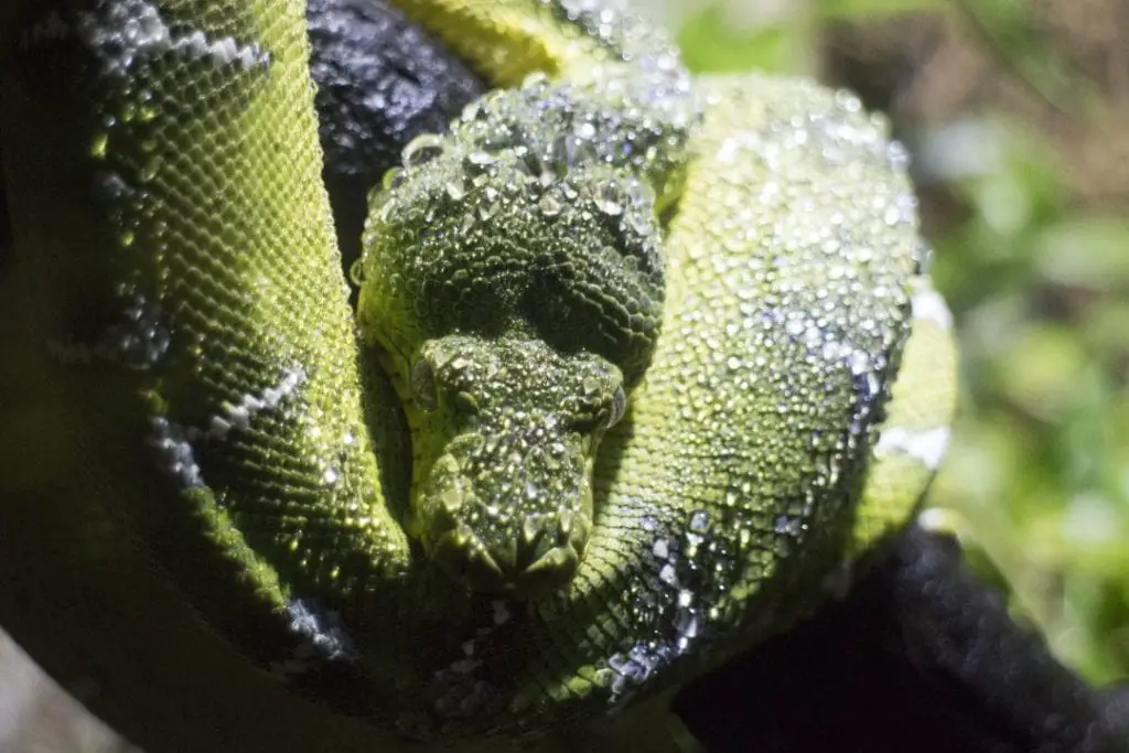 wet emerald tree boa in a high humidity environment