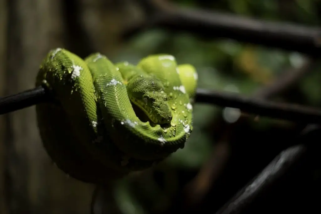 wet green tree python
