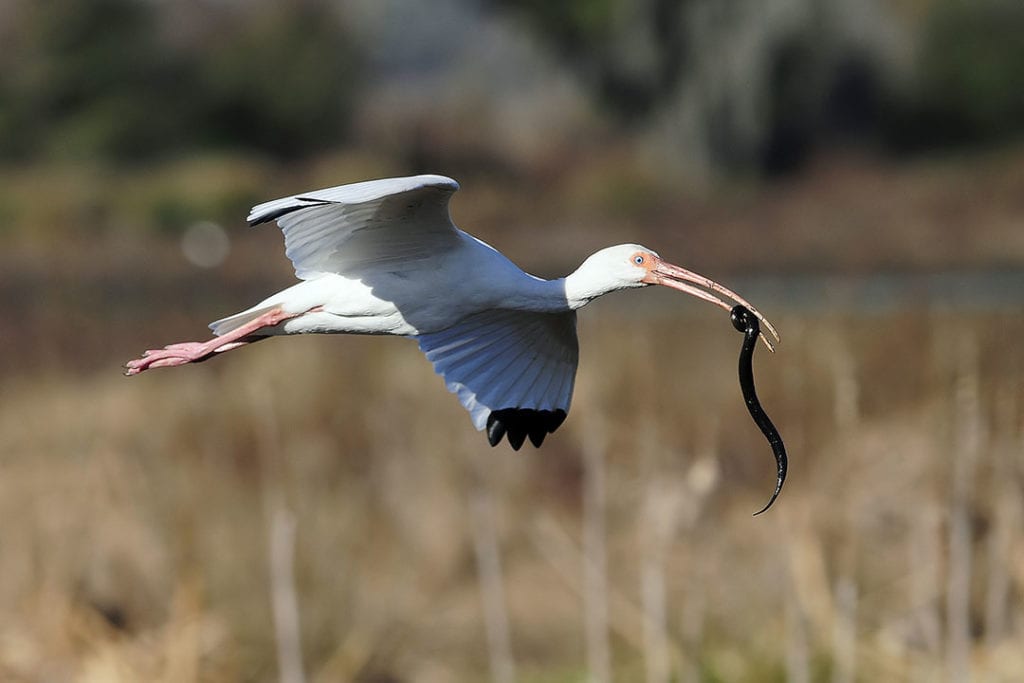 White Ibis in flight with a Black Swamp Snake