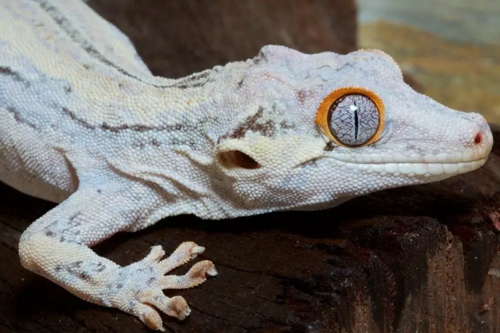 white gargoyle gecko