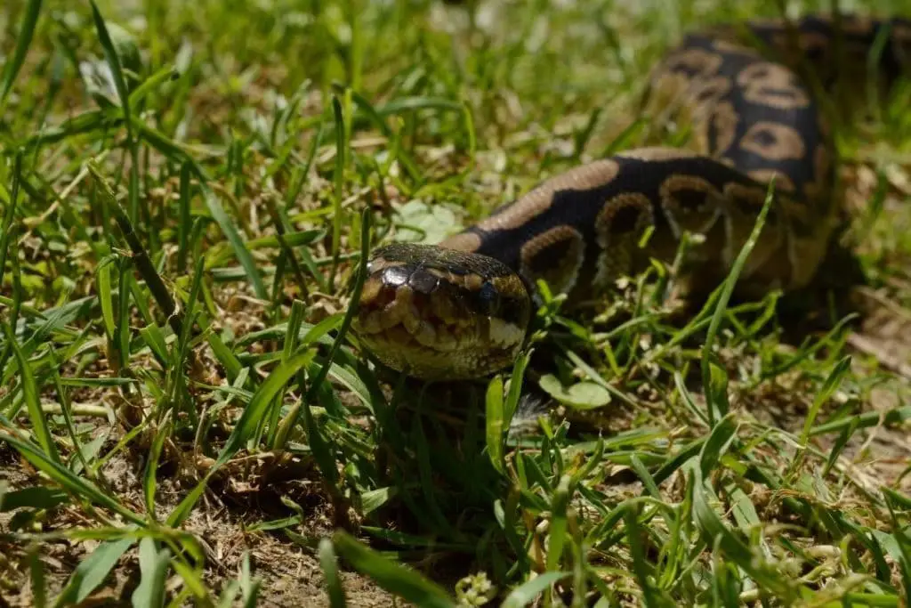 ball python in the wild