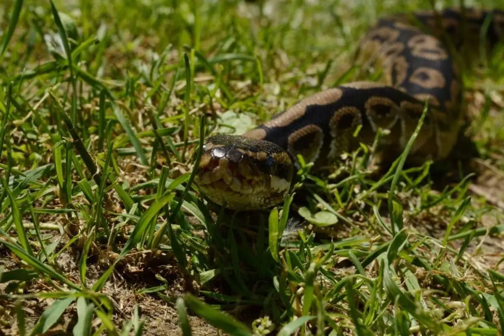 What Do Ball Pythons Eat? (As Pets)