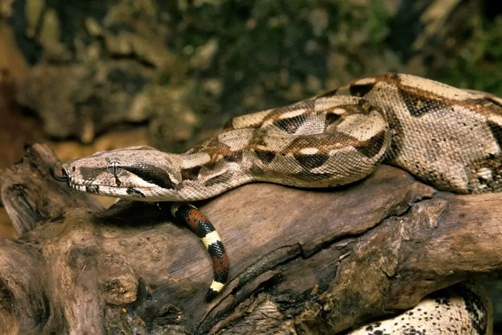 wild boa constrictor