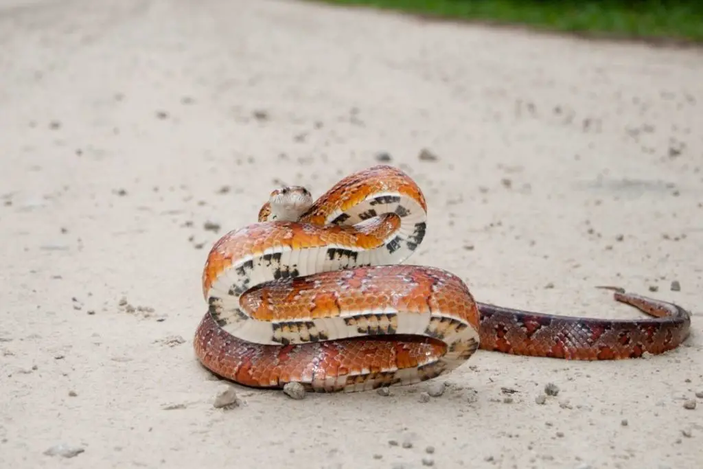 wild corn snake