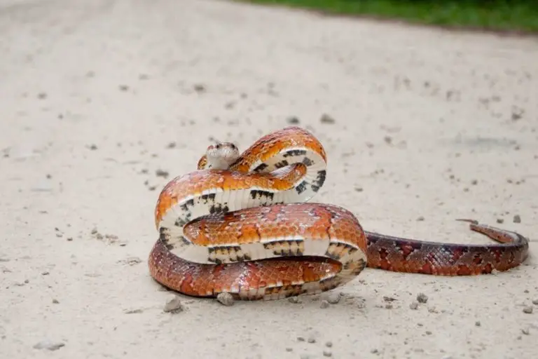 how-long-do-corn-snakes-live-in-captivity-lifespan-reptilehow