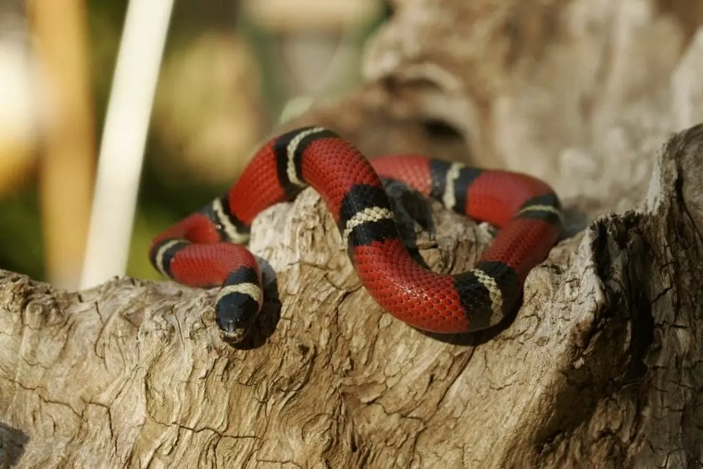 wild milk snake on a tree