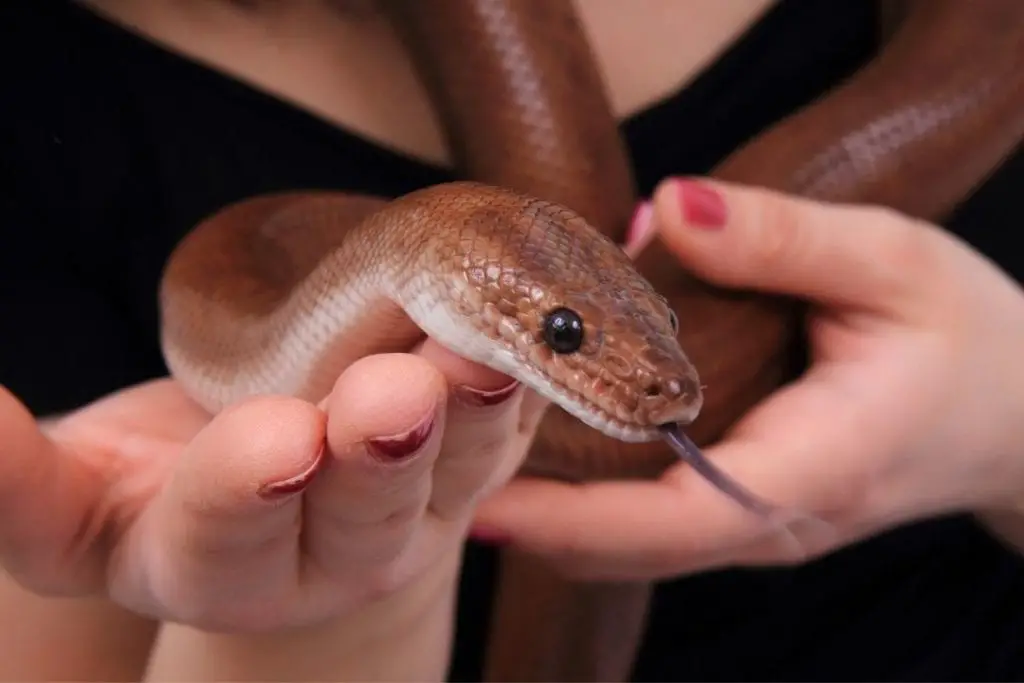 woman handling a rainbow boa