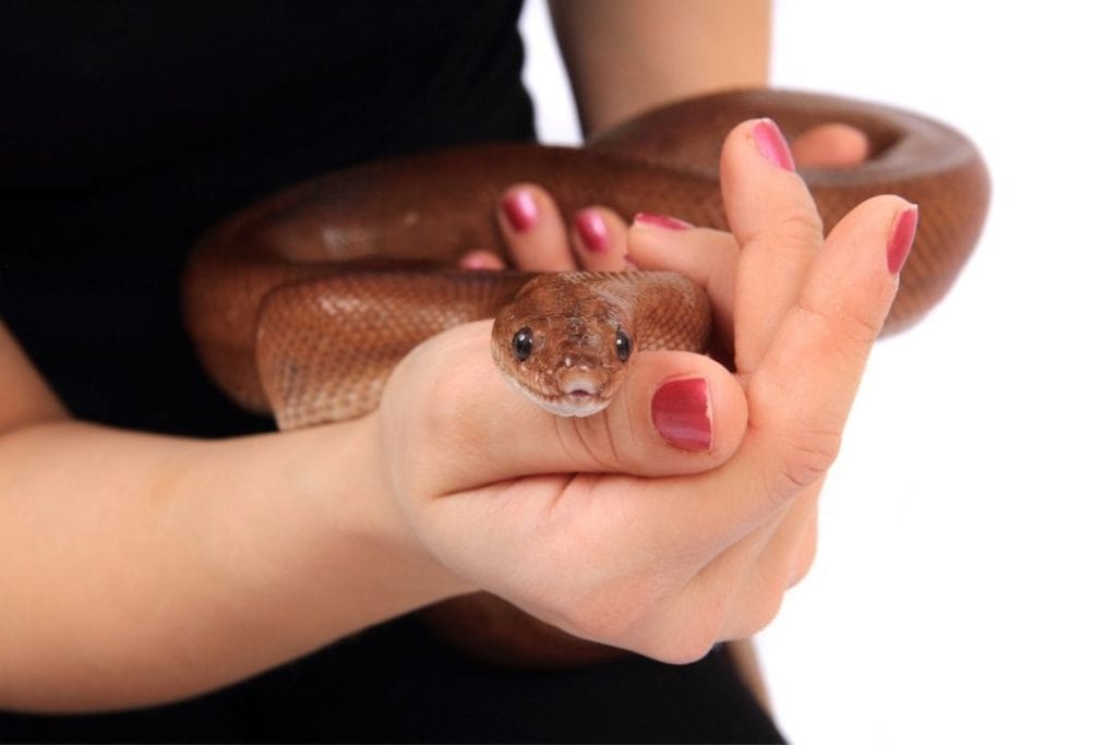 woman handling rainbow boa