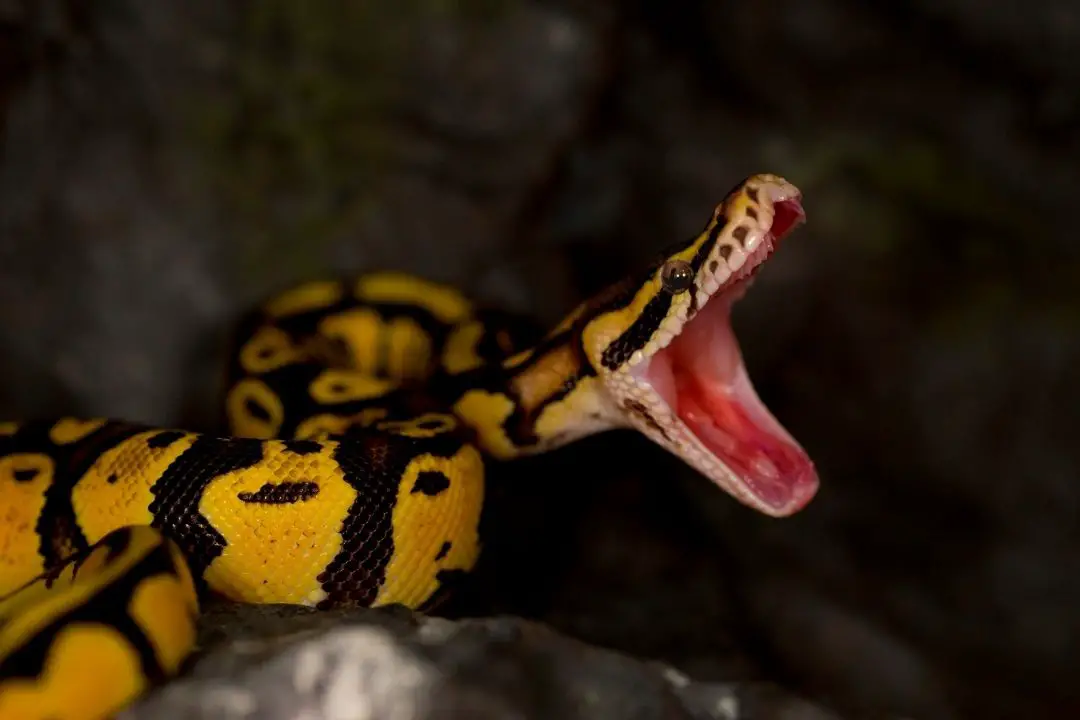ball python yawning
