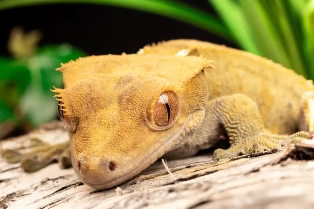 yellow crested gecko