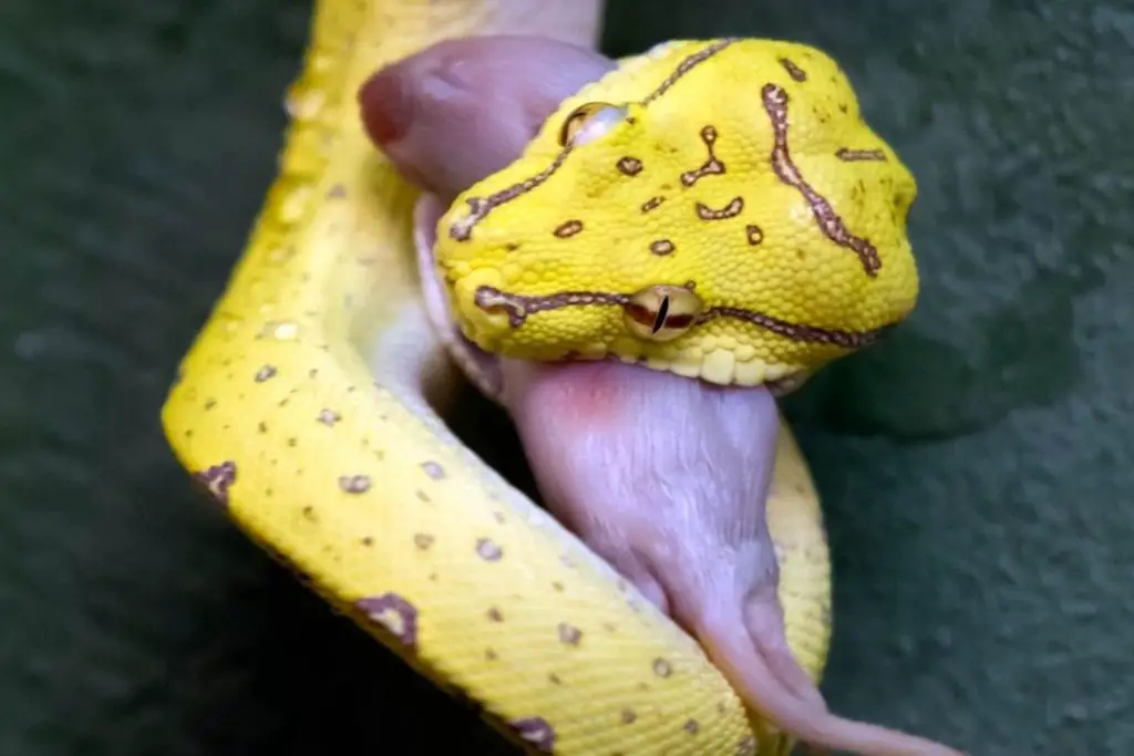 yellow juvenile green tree python eating a fuzzy mouse