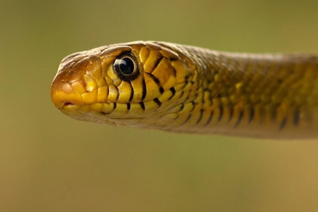 yellow rat snake head