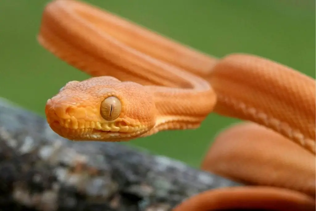 young amazon tree boa