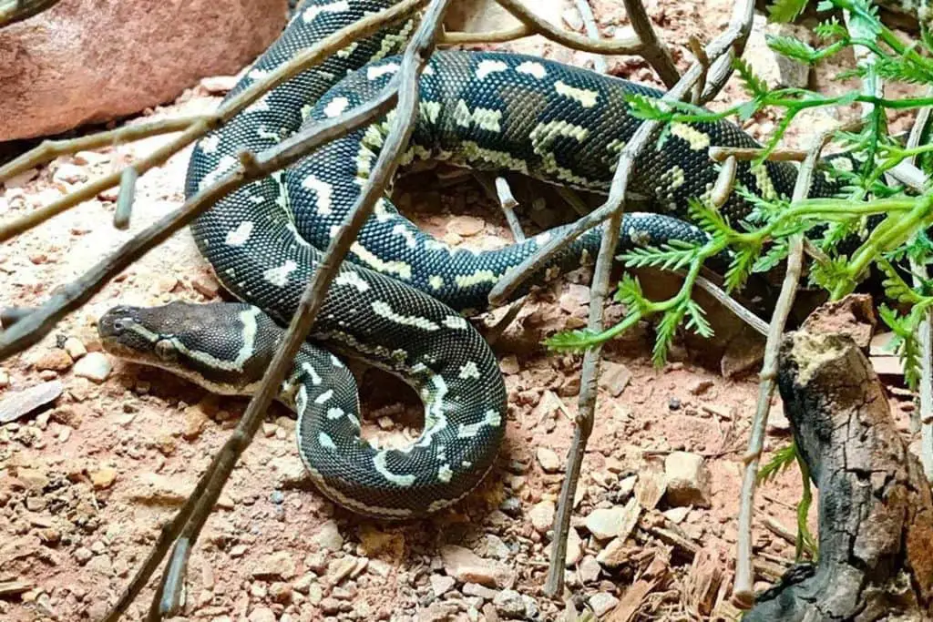 juvenile angolan python in its terrarium