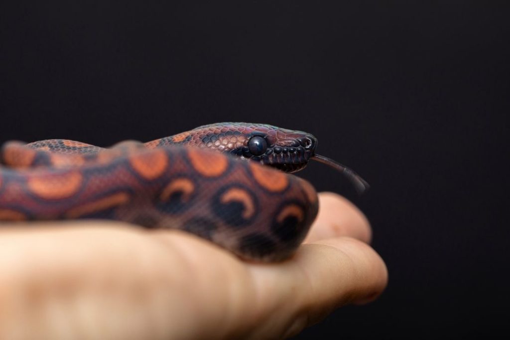 young epicrates rainbow boa