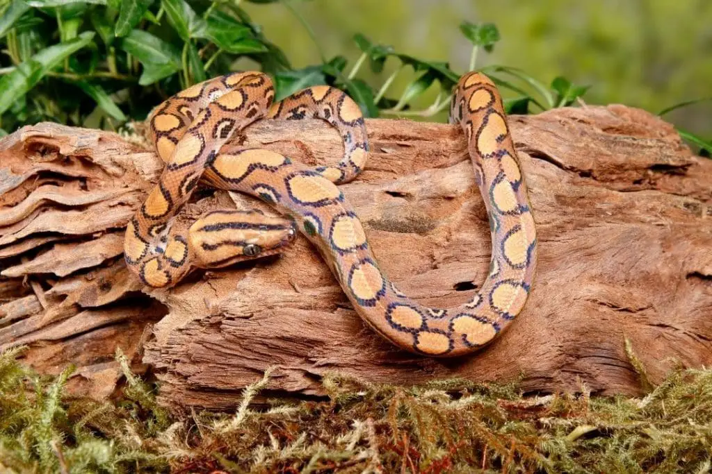 young brazilian rainbow boa