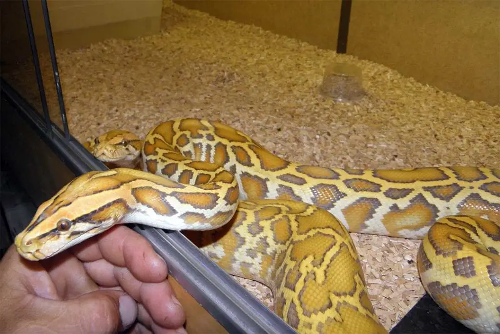 a young burmese python inside its enclosure