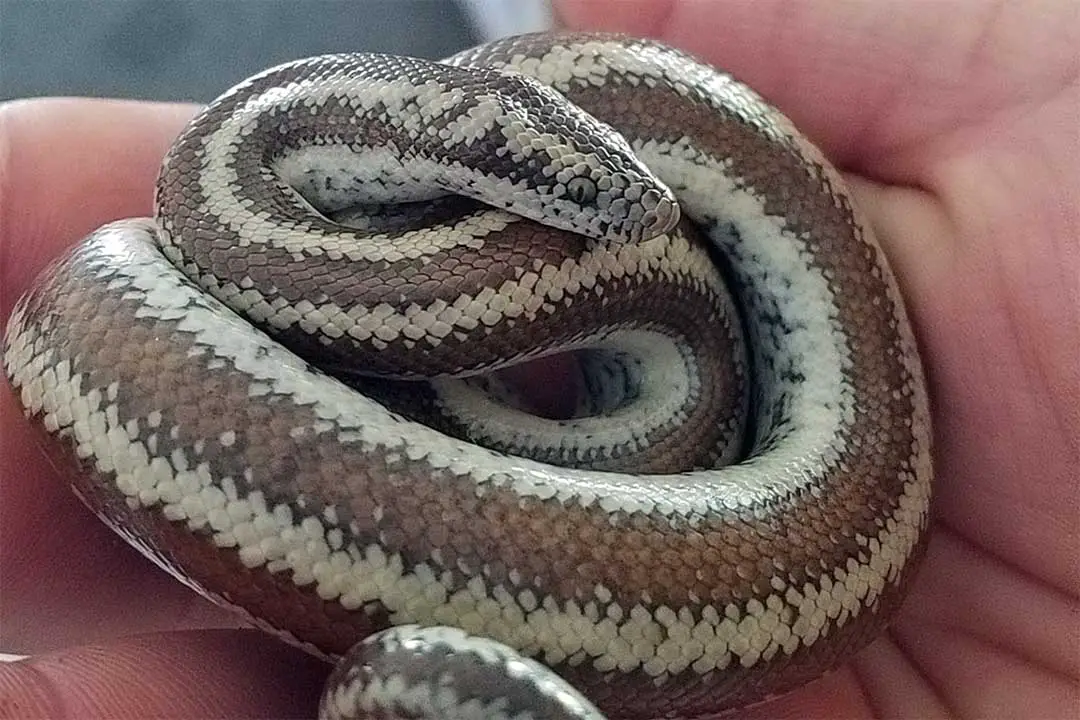 younger rosy boa
