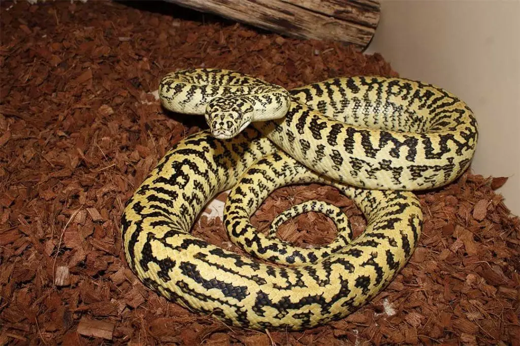 zebra carpet python